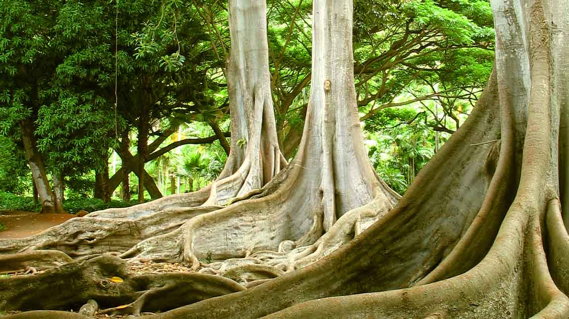 School of fish swimming together in the ocean